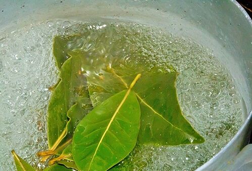 Un decotto di foglie di alloro per un bagno rilassante per problemi di potenza