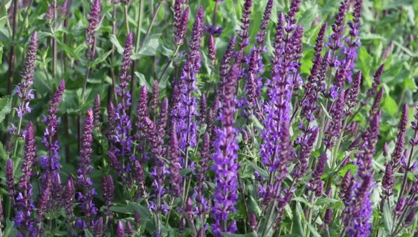 salvia per aumentare la potenza